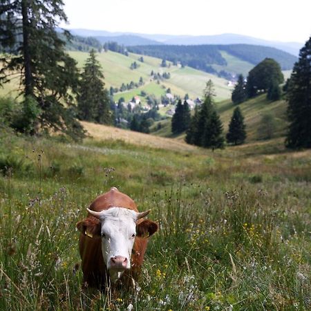 Pension Haus Daheim Todtnauberg Eksteriør billede